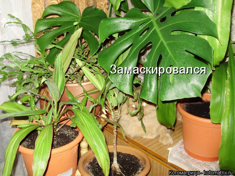 Замаскировался... Котоматрица: Замаскировался