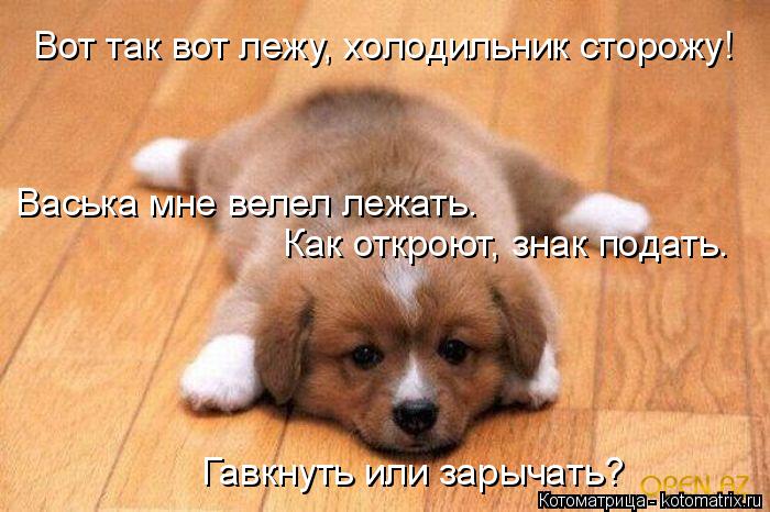 Вот так вот лежу, холодильник сторожу! Васька мне велел лежать. Как откроют, знак подать. Гавкнуть и... Котоматрица: Вот так вот лежу, холодильник сторожу! Васька мне велел лежать. Как откроют, знак подать. Гавкнуть или зарычать?