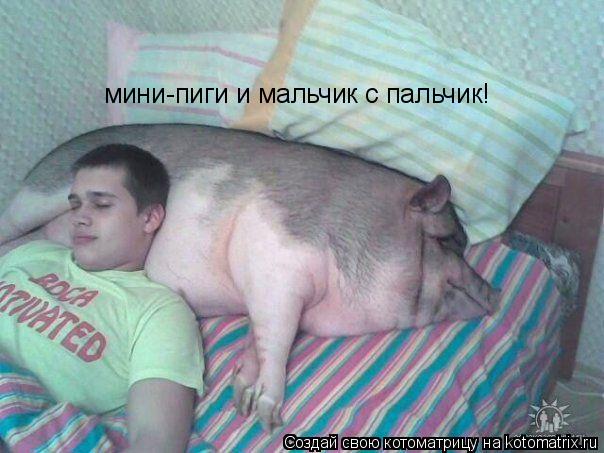 мини-пиги и мальчик с пальчик!... Котоматрица: мини-пиги и мальчик с пальчик!