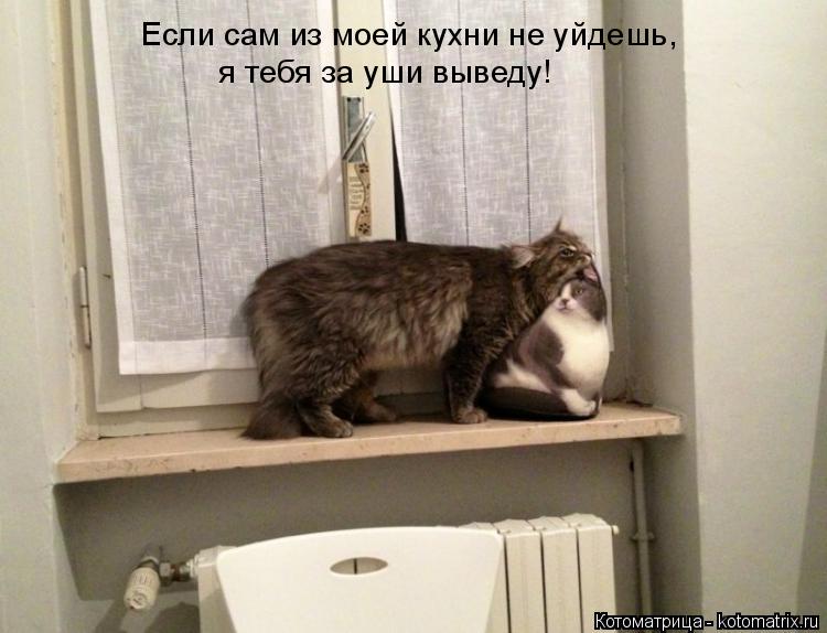 я тебя за уши выведу! Если сам из моей кухни не уйдешь,... Котоматрица: я тебя за уши выведу! Если сам из моей кухни не уйдешь,