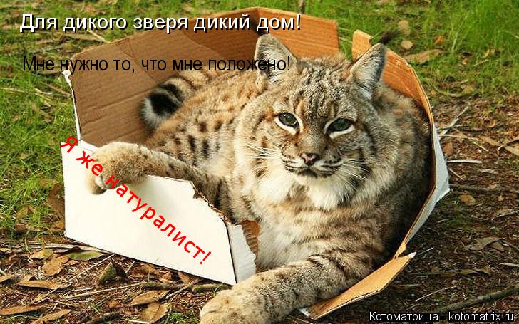 Для дикого зверя дикий дом! Мне нужно то, что мне положено! Я же натуралист!... Котоматрица: Для дикого зверя дикий дом! Мне нужно то, что мне положено! Я же натуралист!