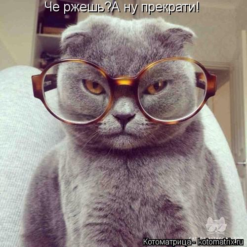 Че ржешь?А ну прекрати!... Котоматрица: Че ржешь?А ну прекрати!