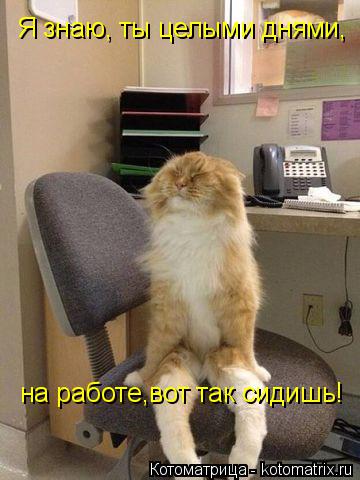 Я знаю, ты целыми днями, на работе,вот так сидишь!... Котоматрица: Я знаю, ты целыми днями, на работе,вот так сидишь!