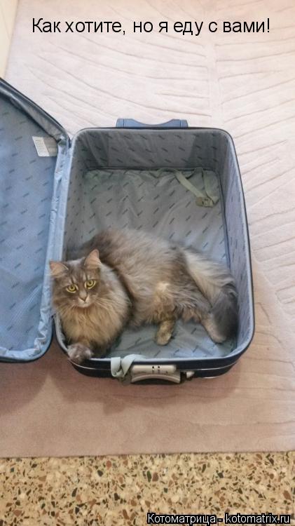 Как хотите, но я еду с вами!... Котоматрица: Как хотите, но я еду с вами!