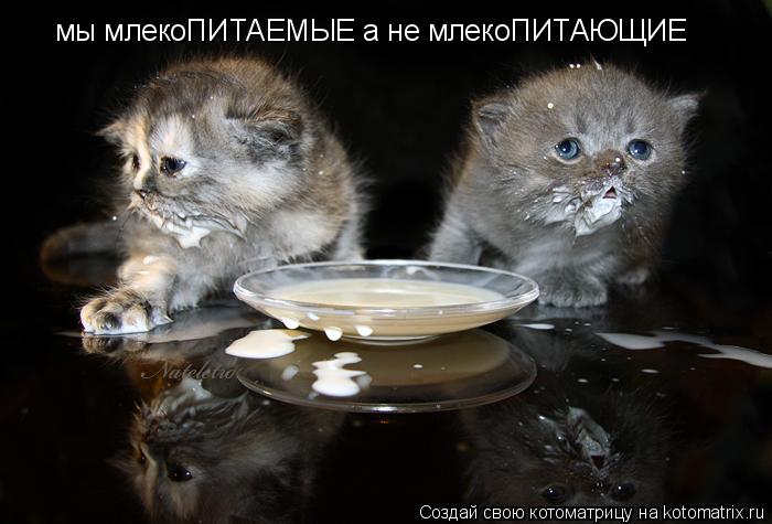 мы млекоПИТАЕМЫЕ а не млекоПИТАЮЩИЕ... Котоматрица: мы млекоПИТАЕМЫЕ а не млекоПИТАЮЩИЕ