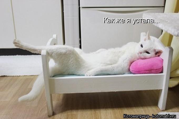 Как же я устала...... Котоматрица: Как же я устала...
