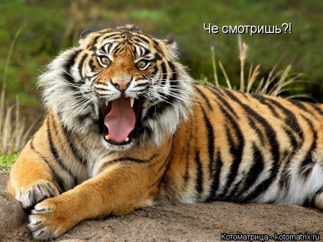 Че смотришь?!... Котоматрица: Че смотришь?!