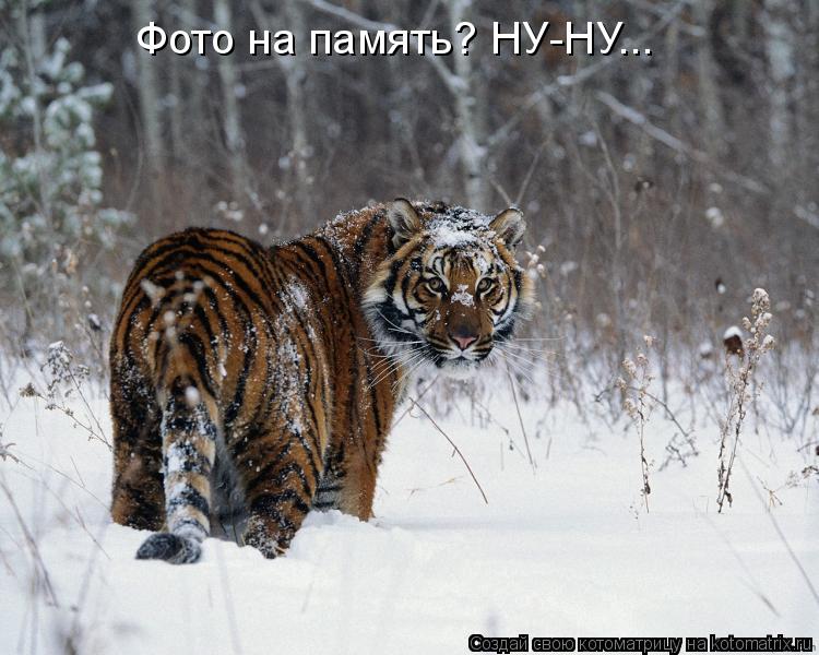 Фото на память? НУ-НУ...... Котоматрица: Фото на память? НУ-НУ...