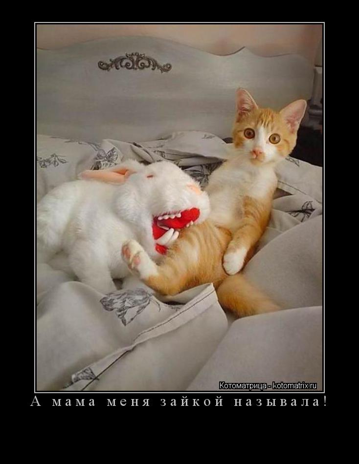 А мама меня зайкой называла! ... Котоматрица: А мама меня зайкой называла!