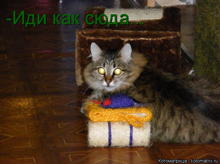 -Иди как сюда...... Котоматрица: -Иди как сюда...