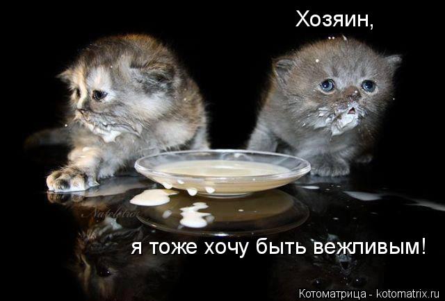 Хозяин, я тоже хочу быть вежливым!... Котоматрица: Хозяин, я тоже хочу быть вежливым!