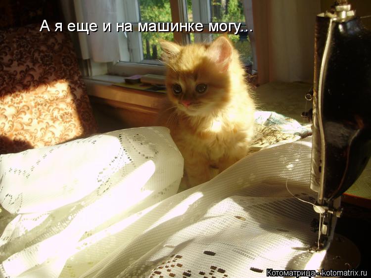 А я еще и на машинке могу...... Котоматрица: А я еще и на машинке могу...