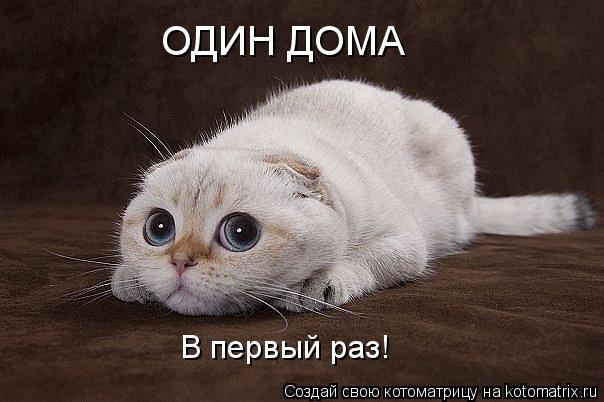 ОДИН ДОМА В первый раз!... Котоматрица: ОДИН ДОМА В первый раз!