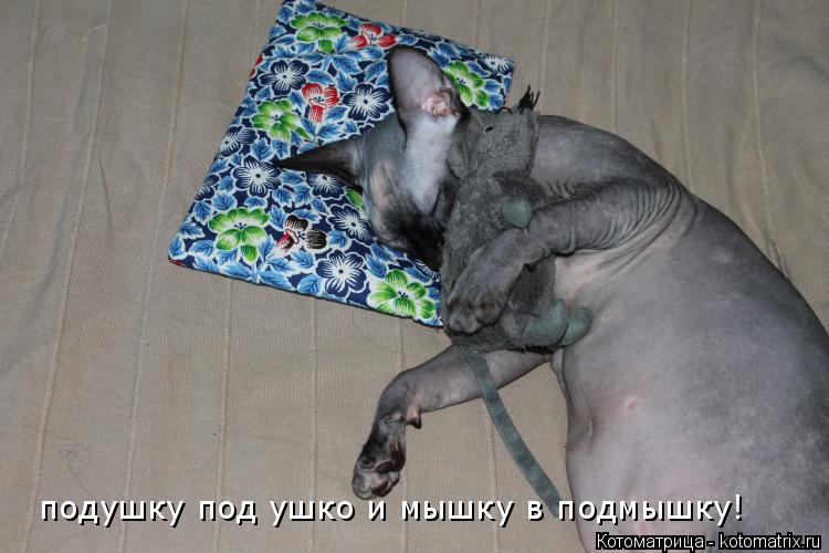 подушку под ушко и мышку в подмышку!... Котоматрица: подушку под ушко и мышку в подмышку!