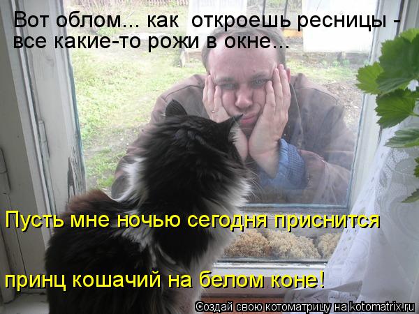 Вот облом... как откроешь ресницы - все какие-то рожи в окне... Пусть мне ночью сегодня приснится п... Котоматрица: Вот облом... как откроешь ресницы - все какие-то рожи в окне... Пусть мне ночью сегодня приснится принц кошачий на белом коне!