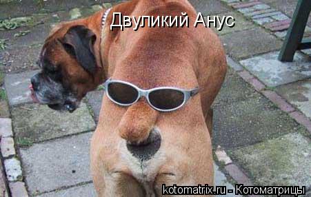Двуликий Анус... Котоматрица: Двуликий Анус