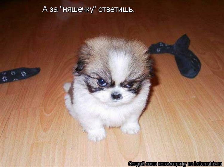 А за "няшечку" ответишь.... Котоматрица: А за "няшечку" ответишь.