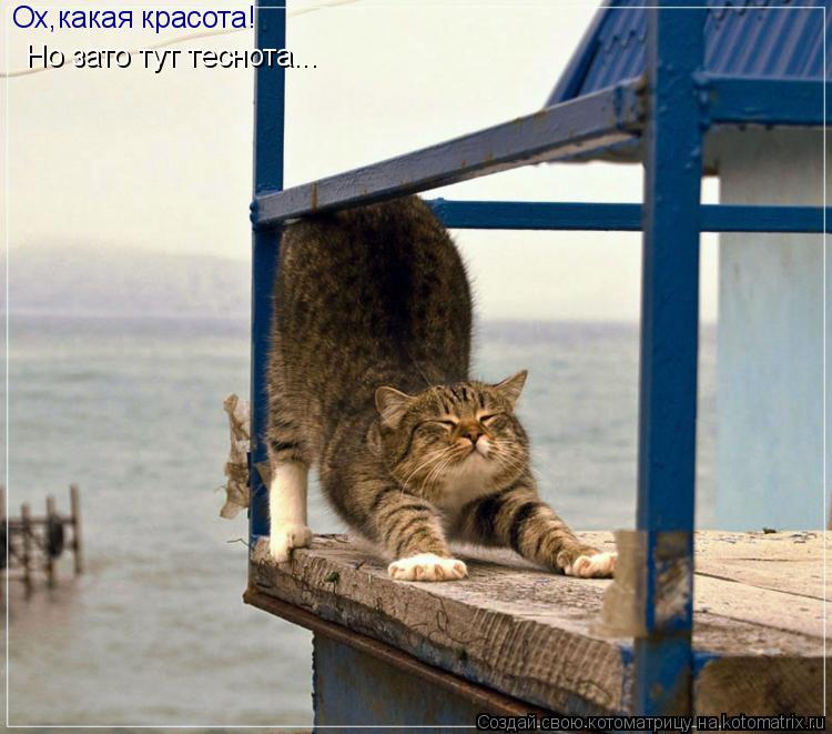 Ох,какая красота! Но зато тут теснота...... Котоматрица: Ох,какая красота! Но зато тут теснота...