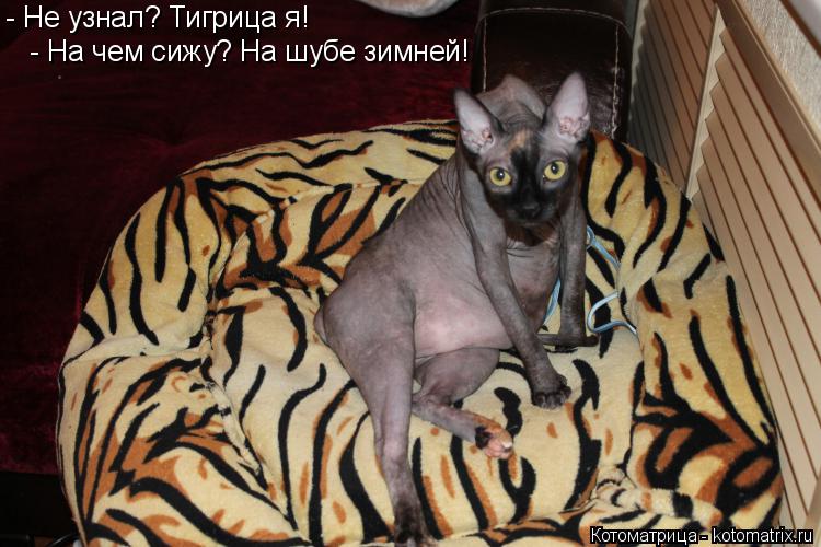 - Не узнал? Тигрица я! - На чем сижу? На шубе зимней!... Котоматрица: - Не узнал? Тигрица я! - На чем сижу? На шубе зимней!