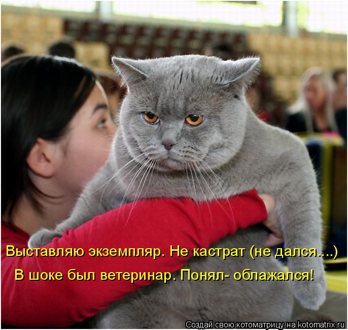 Котоматрица: Выставляю экземпляр. Не кастрат (не дался....) В шоке был ветеринар. Понял- облажался!