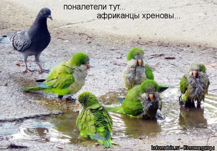 Котоматрица: поналетели тут... африканцы хреновы...