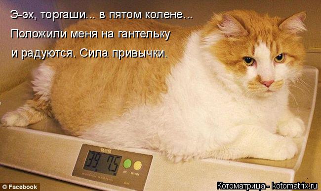 Э-эх, торгаши... в пятом колене... Положили меня на гантельку и радуются. Сила привычки.... Котоматрица: Э-эх, торгаши... в пятом колене... Положили меня на гантельку и радуются. Сила привычки.
