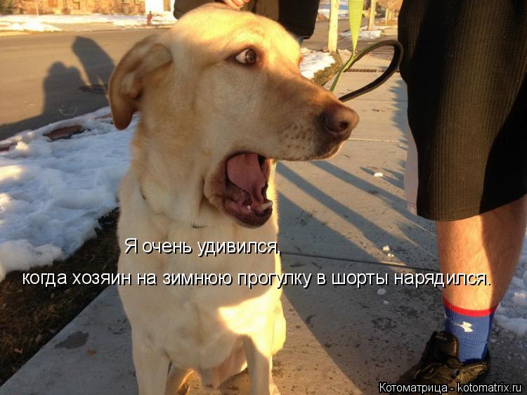 Я очень удивился, когда хозяин на зимнюю прогулку в шорты нарядился.... Котоматрица: Я очень удивился, когда хозяин на зимнюю прогулку в шорты нарядился.