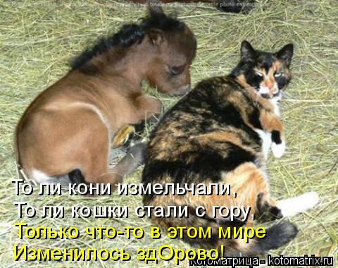 Котоматрица: То ли кони измельчали, То ли кошки стали с гору, Только что-то в этом мире Изменилось здОрово!