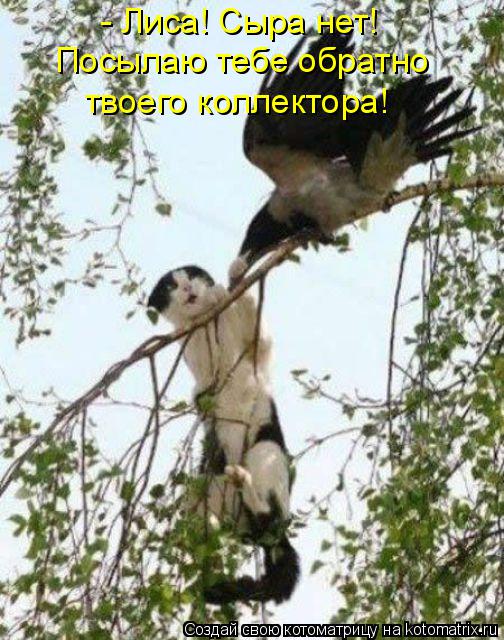 - Лиса! Сыра нет! Посылаю тебе обратно твоего коллектора!... Котоматрица: - Лиса! Сыра нет! Посылаю тебе обратно твоего коллектора!