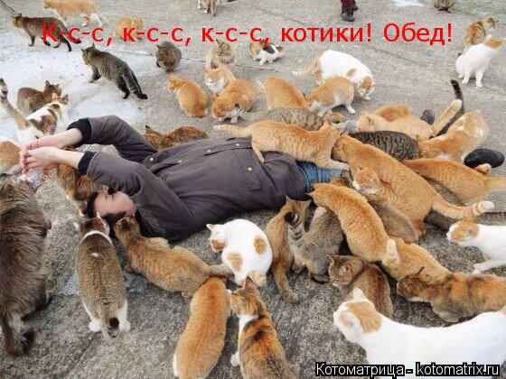 К-с-с, к-с-с, к-с-с, котики! Обед!... Котоматрица: К-с-с, к-с-с, к-с-с, котики! Обед!