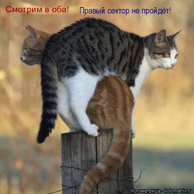 Смотрим в оба! Правый сектор не пройдёт!... Котоматрица: Смотрим в оба! Правый сектор не пройдёт!