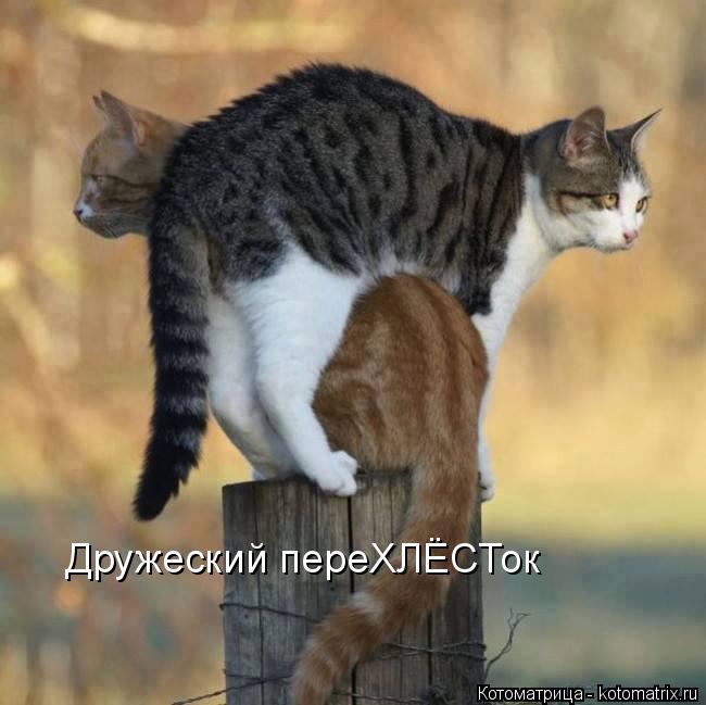 Дружеский переХЛЁСТок... Котоматрица: Дружеский переХЛЁСТок