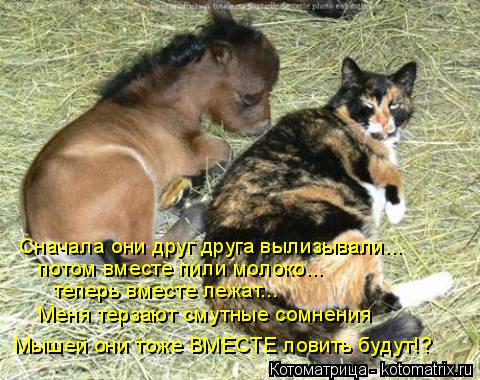 Сначала они друг друга вылизывали... потом вместе пили молоко... теперь вместе лежат... Меня терзают ... Котоматрица: Сначала они друг друга вылизывали... потом вместе пили молоко... теперь вместе лежат... Меня терзают смутные сомнения Мышей они тоже ВМЕСТЕ ло