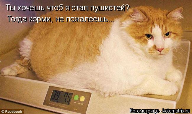 Ты хочешь чтоб я стал пушистей? Тогда корми, не пожалеешь...... Котоматрица: Ты хочешь чтоб я стал пушистей? Тогда корми, не пожалеешь...