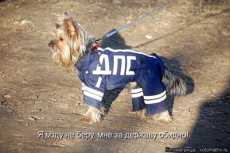 Я мзду не беру, мне за державу обидно!... Котоматрица: Я мзду не беру, мне за державу обидно!