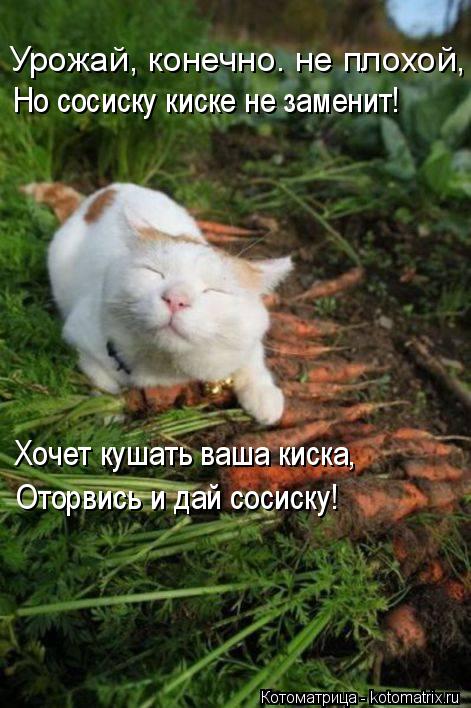 Урожай, конечно. не плохой, Но сосиску киске не заменит! Хочет кушать ваша киска, Оторвись и дай со... Котоматрица: Урожай, конечно. не плохой, Но сосиску киске не заменит! Хочет кушать ваша киска, Оторвись и дай сосиску!