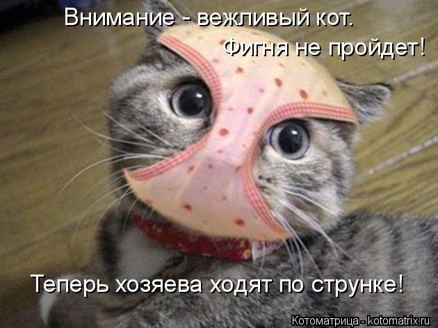 Внимание - вежливый кот. Теперь хозяева ходят по струнке! Фигня не пройдет!... Котоматрица: Внимание - вежливый кот. Теперь хозяева ходят по струнке! Фигня не пройдет!