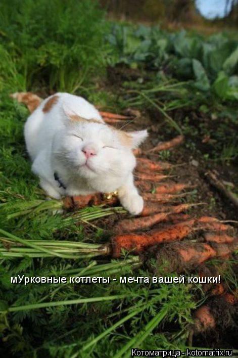мУрковные котлеты - мечта вашей кошки!... Котоматрица: мУрковные котлеты - мечта вашей кошки!