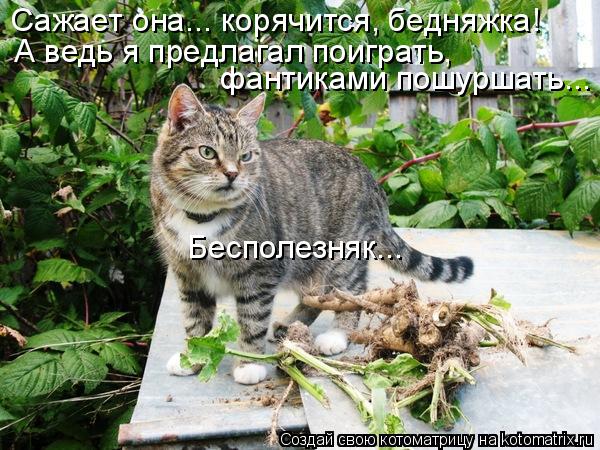 Сажает она... корячится, бедняжка! А ведь я предлагал поиграть, фантиками пошуршать... Бесполезняк..... Котоматрица: Сажает она... корячится, бедняжка! А ведь я предлагал поиграть, фантиками пошуршать... Бесполезняк...