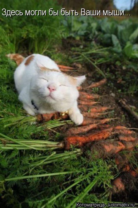 Здесь могли бы быть Ваши мыши...... Котоматрица: Здесь могли бы быть Ваши мыши...