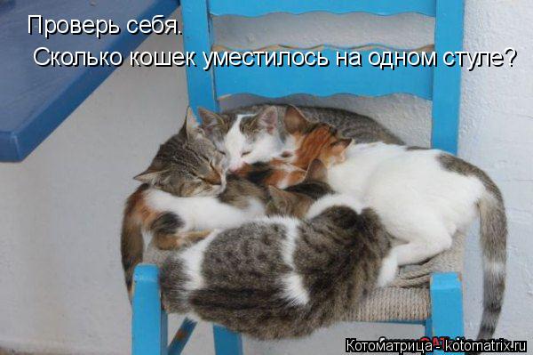 Проверь себя. Сколько кошек уместилось на одном стуле?... Котоматрица: Проверь себя. Сколько кошек уместилось на одном стуле?