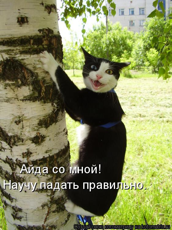 Айда со мной! Научу падать правильно.... Котоматрица: Айда со мной! Научу падать правильно.