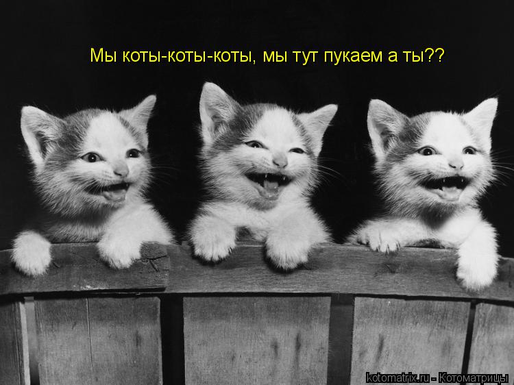 Мы коты-коты-коты, мы тут пукаем а ты??... Котоматрица: Мы коты-коты-коты, мы тут пукаем а ты??