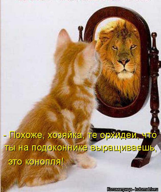 - Похоже, хозяйка, те орхидеи, что ты на подоконнике выращиваешь, это конопля!... Котоматрица: - Похоже, хозяйка, те орхидеи, что ты на подоконнике выращиваешь, это конопля!