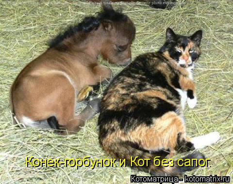 Конек-горбунок и Кот без сапог.... Котоматрица: Конек-горбунок и Кот без сапог.
