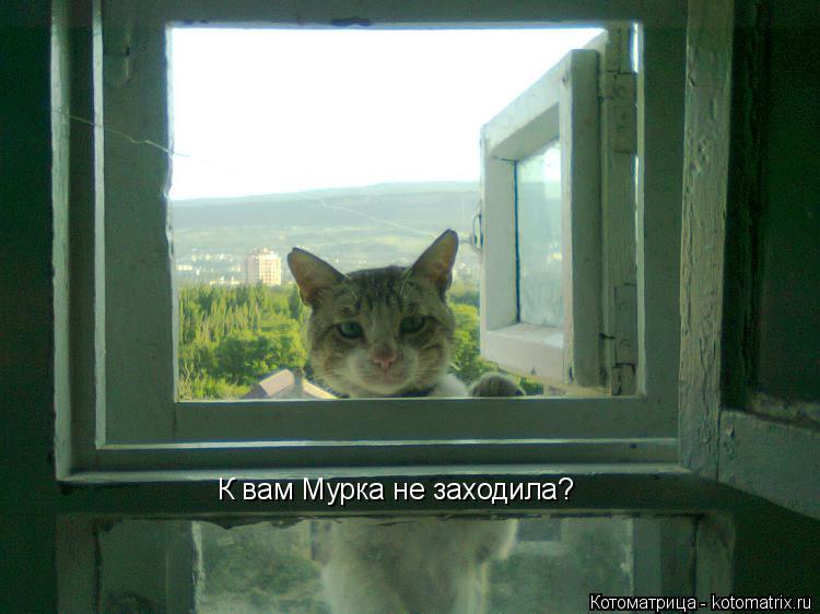 Котоматрица: К вам Мурка не заходила?