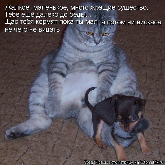 Жалкое, маленькое, много жращие существо. Тебе ещё далеко до беды... Щас тебя кормят пока ты мал а по... Котоматрица: Жалкое, маленькое, много жращие существо. Тебе ещё далеко до беды... Щас тебя кормят пока ты мал а потом ни вискаса не чего не видать