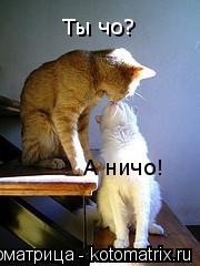 Ты чо? А ничо!... Котоматрица: Ты чо? А ничо!