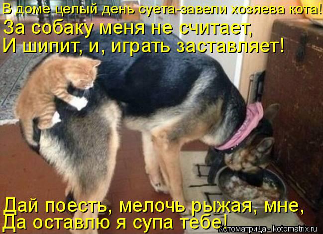 Дай поесть, мелочь рыжая, мне, Да оставлю я супа тебе! В доме целый день суета-завели хозяева кота! З... Котоматрица: Дай поесть, мелочь рыжая, мне, Да оставлю я супа тебе! В доме целый день суета-завели хозяева кота! За собаку меня не считает, И шипит, и, играт