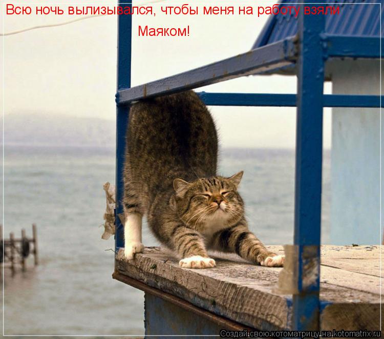 Всю ночь вылизывался, чтобы меня на работу взяли Маяком!... Котоматрица: Всю ночь вылизывался, чтобы меня на работу взяли Маяком!